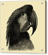 Great Black Cockatoo Head Acrylic Print