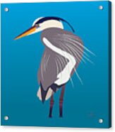 Great Blue Heron, Bird, Acrylic Print