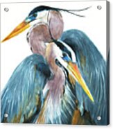 Great Blue Heron Couple Acrylic Print