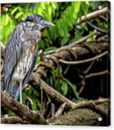 Great Blue Heron Acrylic Print