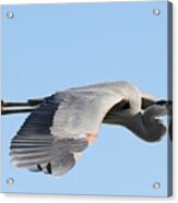 Great Blue Heron In Flight Acrylic Print