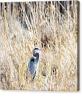 Great Blue Heron In Marsh Grass Acrylic Print