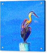 Great Blue Heron On Pier Right Acrylic Print