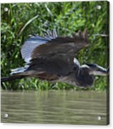 Great Blue Heron On The Wing Acrylic Print