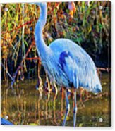 Great Blue Heron Vancouver Acrylic Print