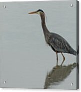 Great Blue Heron Wading In A Pond Acrylic Print