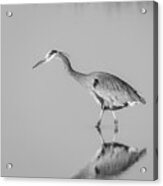 Great Blue Herons Bw Acrylic Print