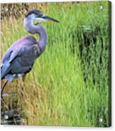 Great Blue In Grass Acrylic Print