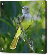 Great Crested Flycatcher Acrylic Print