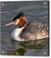 Great Crested Grebe Acrylic Print