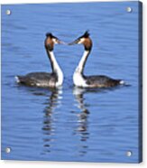 Great Crested Grebes Acrylic Print
