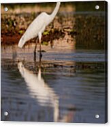 Great Egret And Its Reflection Acrylic Print