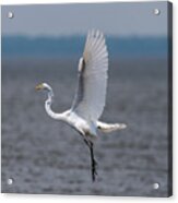 Great Egret Acrylic Print