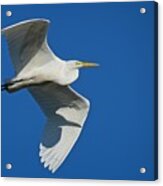 Great Egret In Flight Acrylic Print