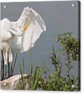Great Egret In Photo Session 2 Acrylic Print
