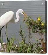 Great Egret In Photo Session 4 Acrylic Print