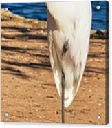 Great Egret In The Desert Acrylic Print