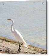 Great Egret On The Beach Acrylic Print