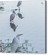 Great Egret, Roseate Spoonbill, Snowy Egret 0542-020521 Acrylic Print