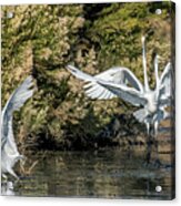 Great Egrets 4869-010521-2 Acrylic Print