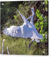 Great Egrets 8224-060121-3 Acrylic Print