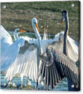 Great Egrets And Great Blue Heron Face-off 2718-070821-2 Acrylic Print