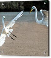 Great Egrets Face-off 3028-071221-2 Acrylic Print