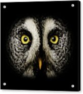 Great Grey Owl Up Close Acrylic Print
