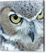 Great Horned Owl Acrylic Print