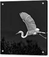 Great White Egret Coming  In Acrylic Print