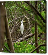 Great White Heron Horizontal Acrylic Print