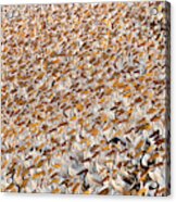Great White Pelican Flock Acrylic Print