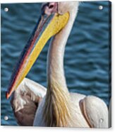 Great White Pelican, Profile Acrylic Print