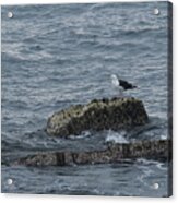 Greater Black- Backed Gull Acrylic Print