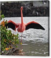 Greater Flamingo Or American Flamingo - Galapagos Acrylic Print
