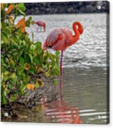 Greater Flamingo With Gracefully Curved Neck Acrylic Print