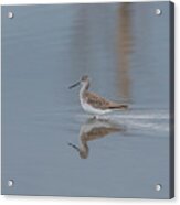 Greater Yellowlegs On A Gray Spring Day Acrylic Print