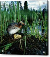 Grebe With Chick Tending Eggs Acrylic Print