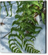 Green Ferns White Snow Acrylic Print