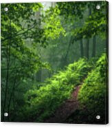 Green Forest Acrylic Print