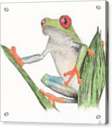 Red Eyed Tree Frog #2 Acrylic Print