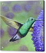 Green Hummingbird Acrylic Print