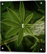 Green Leaves On A Dark Background Acrylic Print