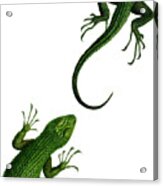 Green Reptiles Art Acrylic Print