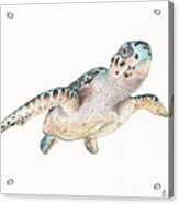 Green Sea Turtle Acrylic Print