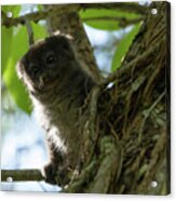Grey Bamboo Lemur Portrait Acrylic Print