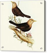 Grey-headed Blackbird, Merula Poliocephala Acrylic Print