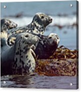 Grey Seals, Farne Islands, Uk. Acrylic Print