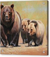 Grizzly 399 Yellowstone Park Acrylic Print