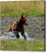 Brown Bear Chasing Salmon In Pack Creek, Alaska Acrylic Print